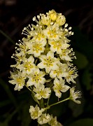 Zigadenus venenosus 16-0969